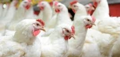 Abate de frangos cai 2,5% em 2018 ante 2017