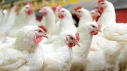 Abate de frangos cai 2,5% em 2018 ante 2017