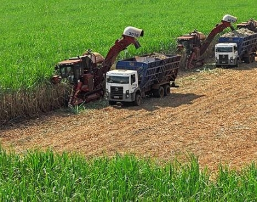 Gigantes do açúcar no Brasil tornam a previsão da produção mais difícil