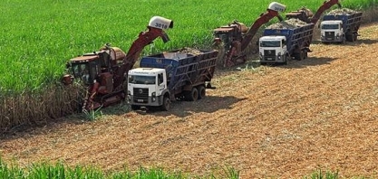 Gigantes do açúcar no Brasil tornam a previsão da produção mais difícil