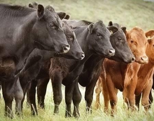 Rebanho bovino chega a 94,8 milhões de cabeças