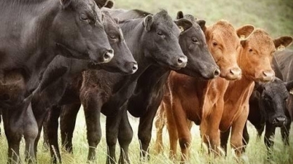 Rebanho bovino chega a 94,8 milhões de cabeças