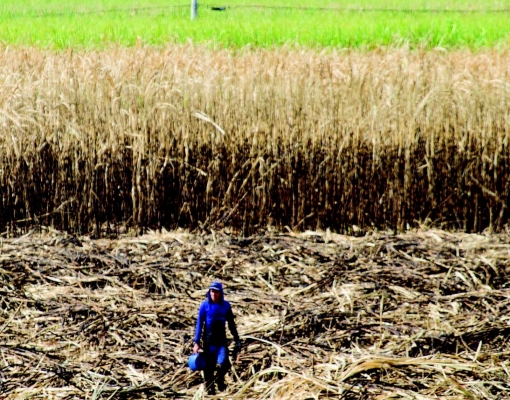 SP: Conab realiza pesquisa da safra de cana-de-açúcar no Estado 