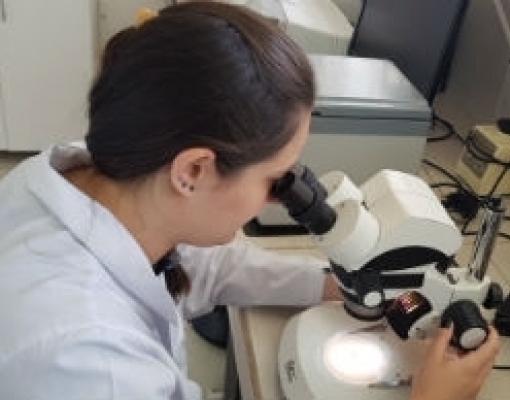 Vírus identificados recentemente na China infectam carrapatos bovinos no Brasil