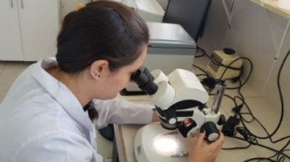 Vírus identificados recentemente na China infectam carrapatos bovinos no Brasil