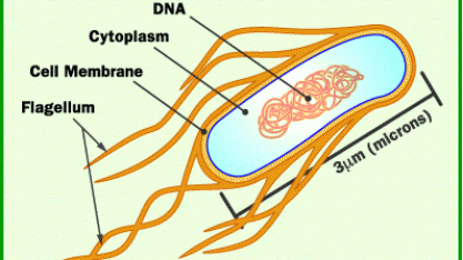 EUA: Surto de E.coli ligado a carne moída se propaga para 10 estados