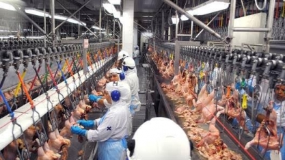  BRF vai suspender abate de aves em fábrica no Paraná