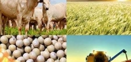 Valor da Produção Agropecuária é de R$ 588,8 bilhões