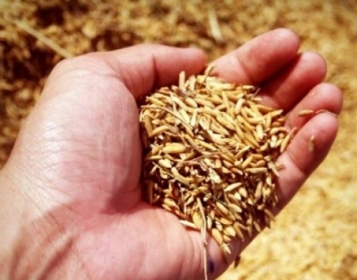 Produção de grãos cresce 3,4% e chega a 235,3 milhões de toneladas 