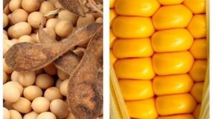 USDA eleva estimativas para safras de soja e milho do Brasil em 2018/19
