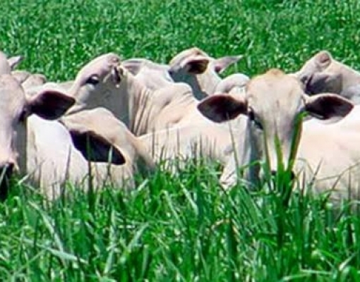 Integração entre lavoura e gado aumenta rentabilidade e diminui emissões