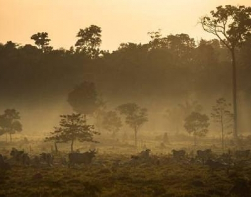 Meio ambiente: Pressão para que Europa condicione importações do Brasil