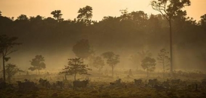 Meio ambiente: Pressão para que Europa condicione importações do Brasil