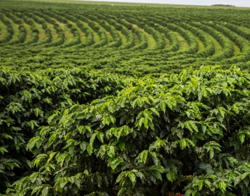 IBGE eleva previsão de safra de café em 2019, com ajuste no arábica 