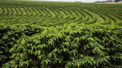 IBGE eleva previsão de safra de café em 2019, com ajuste no arábica 