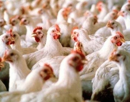 Exportadores de frango esperam manter relação sólida com o mercado árabe