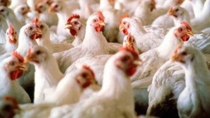 Exportadores de frango esperam manter relação sólida com o mercado árabe