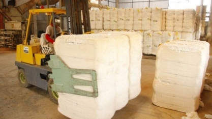 Exportação de algodão sobe 107% em volume e 102% em receita em março