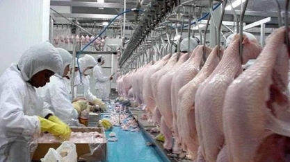Ministra anuncia abertura do mercado da Índia à carne de frango brasileira 