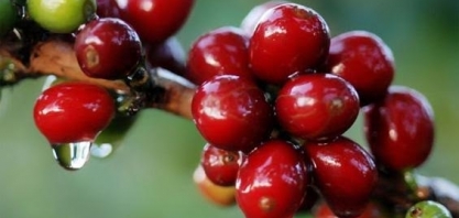 El Niño no cinturão do café brasileiro pode dar cafezinho amargo 