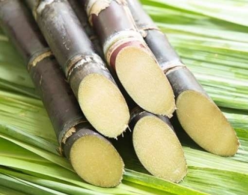 Orplana divulga termo do acordo do Consecana fechado na última semana 