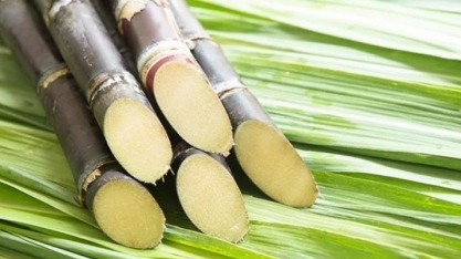 Orplana divulga termo do acordo do Consecana fechado na última semana 