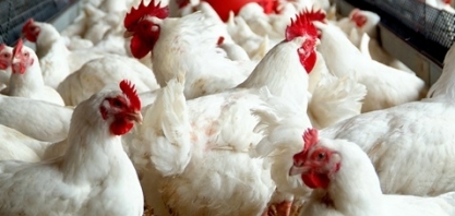 Ministra discutirá com chineses tarifas antidumping para frango brasileiro