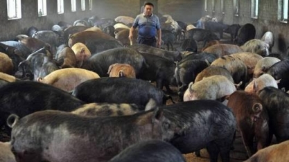 Rabobank vê até 200 milhões de porcos mortos por surto de peste na China