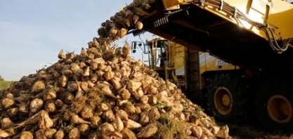 França vê redução no plantio de beterraba sacarina e aumento no de trigo