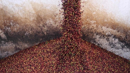 Exportadora de café Terra Forte entra com pedido de recuperação judicial 