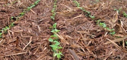 Nem só laranja e nem só cana. A soja invade o Estado de São Paulo