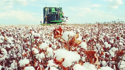 Safra de algodão 19/20 deve crescer 5%, com recorde de exportações 