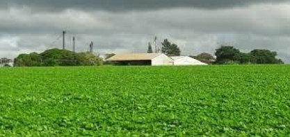 Conab eleva previsão para safra de soja do Brasil a 113,82 mi t 