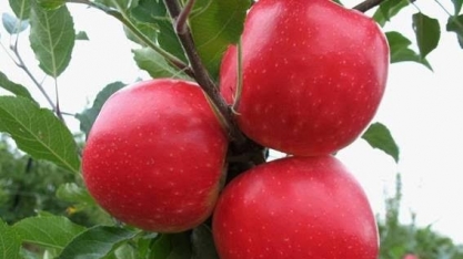 Maçã desenvolvida em SC receberá royalties na Europa