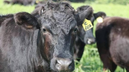 Com quilo da carne por até R$ 500, rebanho de boi japonês cresce no país