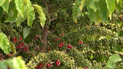 Conab prevê colheita de 50,92 milhões de sacas de café neste ano 