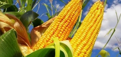 Exportação de milho do País, mais competitivo que o dos EUA, ganhará ritmo  