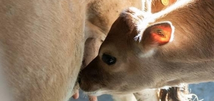Oferta de leite cai e preço sobe, mas produtor está cauteloso