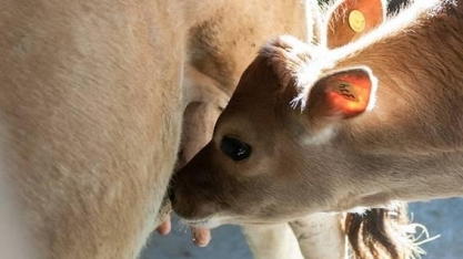 Oferta de leite cai e preço sobe, mas produtor está cauteloso