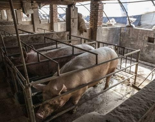 Peste suína na China cria oportunidade para exportador