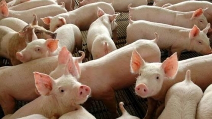 Abates de suínos no Brasil sobem 5,2% no 1º tri ante 2018, diz IBGE