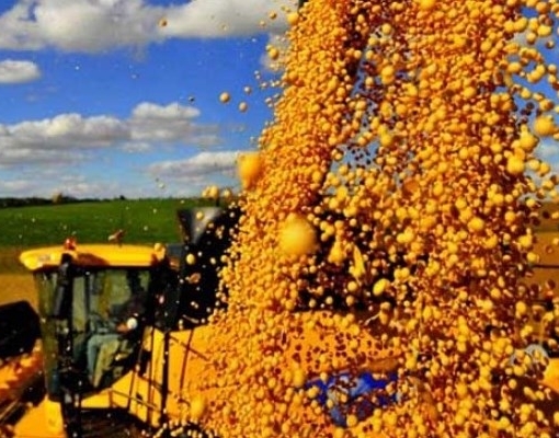 Brasil pode superar EUA na produção de soja em 2019/20