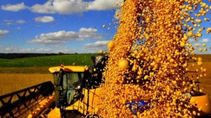 Brasil pode superar EUA na produção de soja em 2019/20
