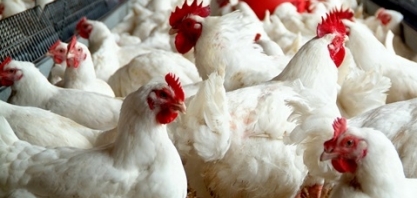 Frango: Análise agromensal Cepea/Esalq 