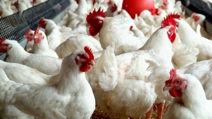 Frango: Análise agromensal Cepea/Esalq 