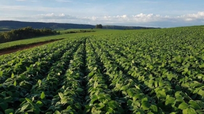 Soja: Análise agromensal Cepea/Esalq