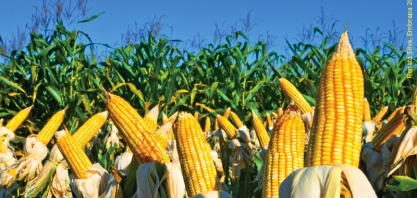 AgRural revisa safra de milho do Brasil e vê recorde de quase 100 mi t
