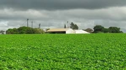 Estudo mapeia a produtividade da soja nos últimos 50 anos