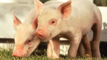 Suínos: China habilita três frigoríficos argentinos