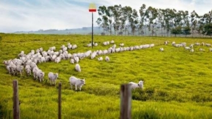 Boi: Análise agromensal Cepea/Esalq 